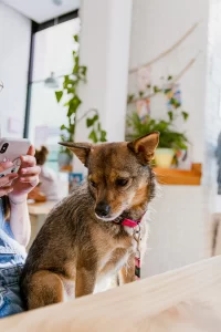 imagen de un perro en un restaurante dog friendly y amigable con mascotas en Madrid